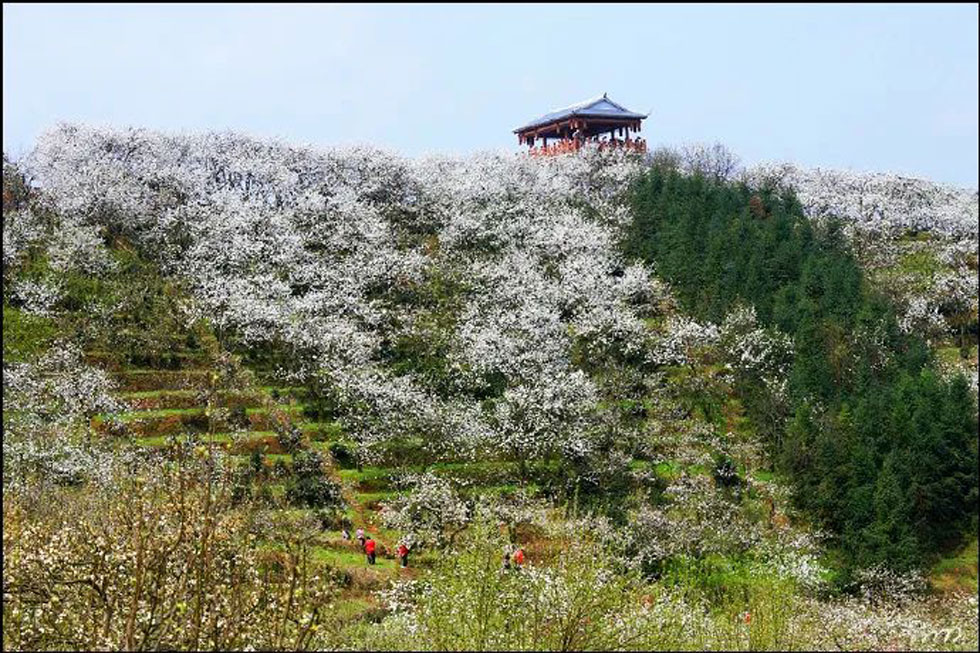 【春天，广西桂林灌阳县向您发出邀请！】我们在灌阳看梨花 - 游山玩水 - 芜湖生活社区 - 芜湖28生活网 wuhu.28life.net