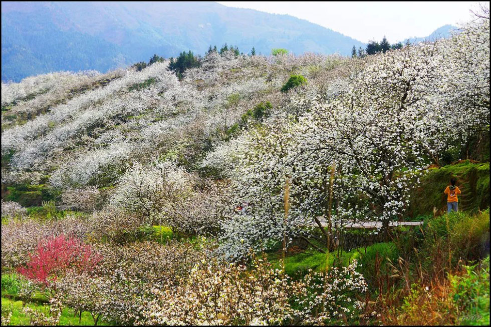 【春天，广西桂林灌阳县向您发出邀请！】我们在灌阳看梨花 - 游山玩水 - 芜湖生活社区 - 芜湖28生活网 wuhu.28life.net