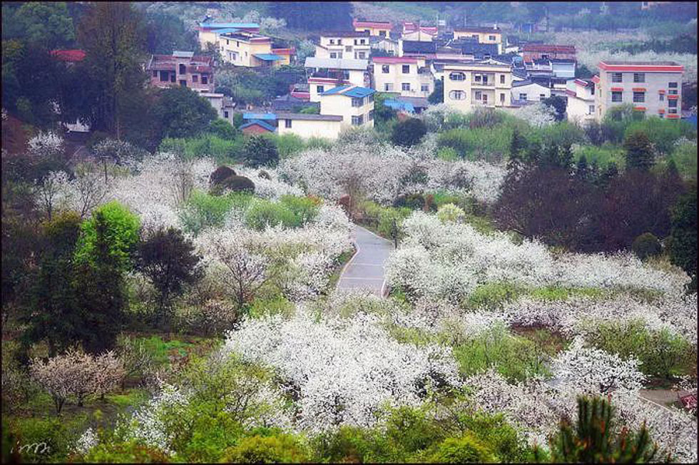 【春天，广西桂林灌阳县向您发出邀请！】我们在灌阳看梨花 - 游山玩水 - 芜湖生活社区 - 芜湖28生活网 wuhu.28life.net
