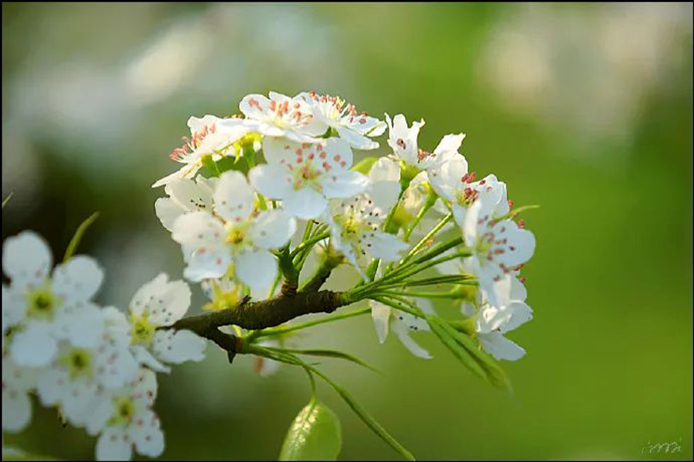 【春天，广西桂林灌阳县向您发出邀请！】我们在灌阳看梨花 - 游山玩水 - 芜湖生活社区 - 芜湖28生活网 wuhu.28life.net