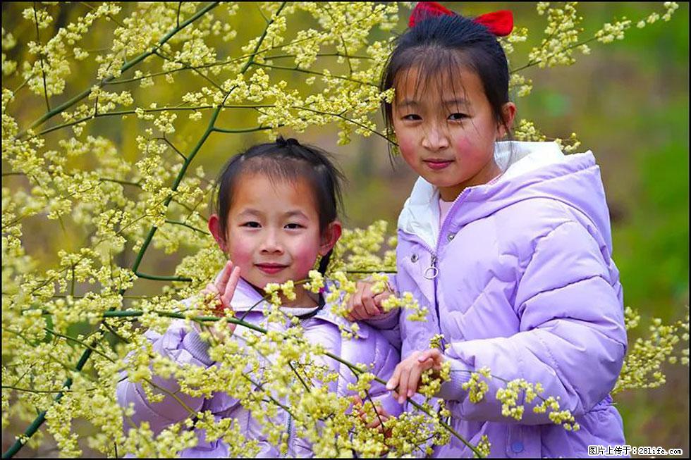【春天，广西桂林灌阳县向您发出邀请！】米珠山前有片山苍子花在飘香 - 游山玩水 - 芜湖生活社区 - 芜湖28生活网 wuhu.28life.net
