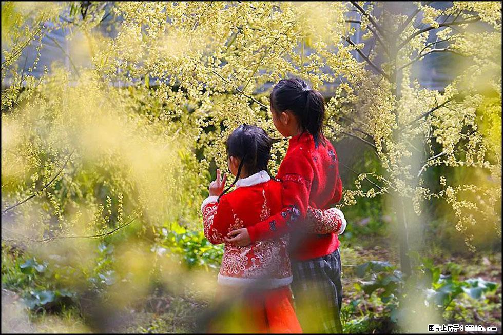【春天，广西桂林灌阳县向您发出邀请！】米珠山前有片山苍子花在飘香 - 游山玩水 - 芜湖生活社区 - 芜湖28生活网 wuhu.28life.net