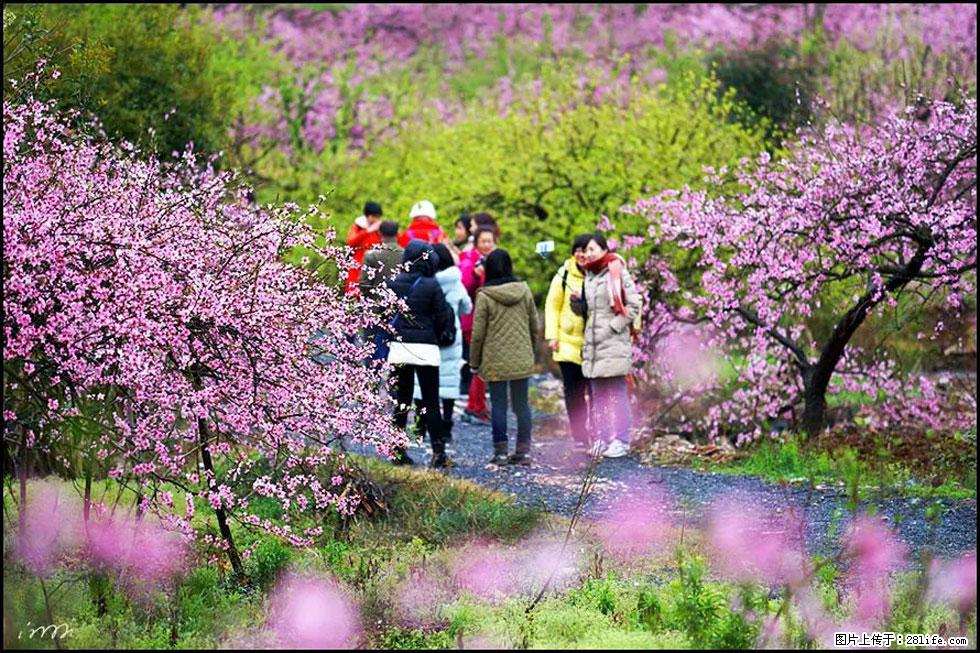 【春天，广西桂林灌阳县向您发出邀请！】官庄村有个醉美的桃花园 - 游山玩水 - 芜湖生活社区 - 芜湖28生活网 wuhu.28life.net