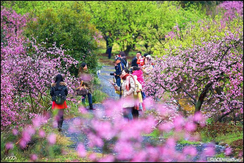 【春天，广西桂林灌阳县向您发出邀请！】官庄村有个醉美的桃花园 - 游山玩水 - 芜湖生活社区 - 芜湖28生活网 wuhu.28life.net