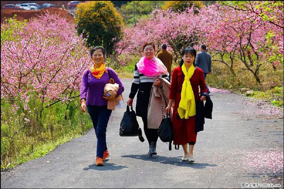 【春天，广西桂林灌阳县向您发出邀请！】官庄村有个醉美的桃花园 - 游山玩水 - 芜湖生活社区 - 芜湖28生活网 wuhu.28life.net