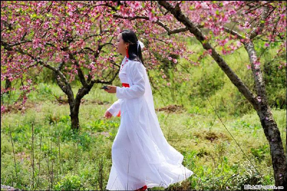 【春天，广西桂林灌阳县向您发出邀请！】官庄村有个醉美的桃花园 - 游山玩水 - 芜湖生活社区 - 芜湖28生活网 wuhu.28life.net