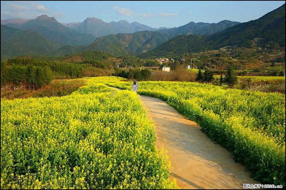 【春天，广西桂林灌阳县向您发出邀请！】长坪村油菜盛情花开 - 游山玩水 - 芜湖生活社区 - 芜湖28生活网 wuhu.28life.net