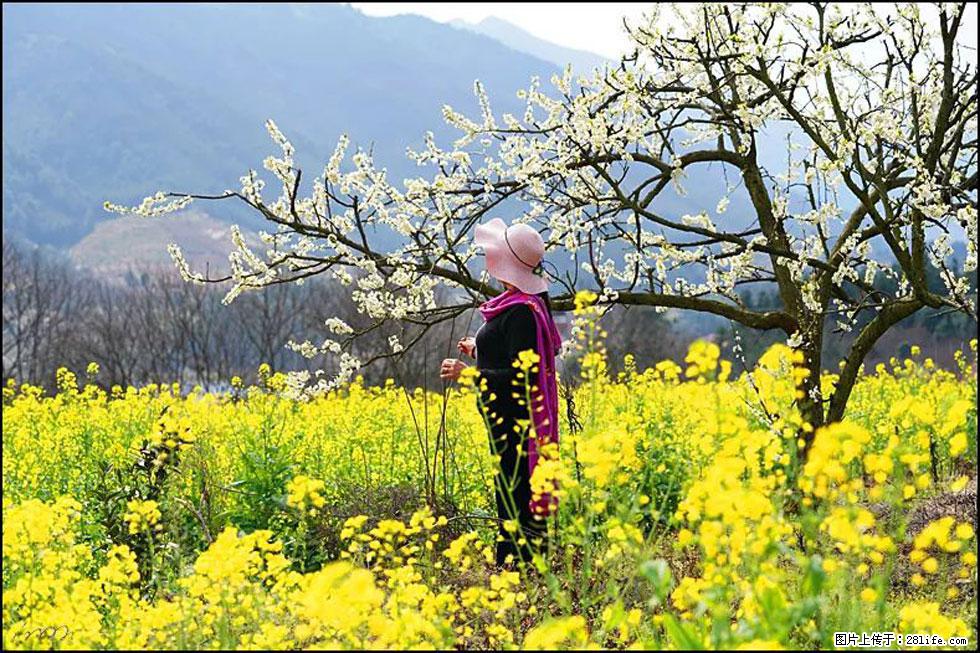 【春天，广西桂林灌阳县向您发出邀请！】长坪村油菜盛情花开 - 游山玩水 - 芜湖生活社区 - 芜湖28生活网 wuhu.28life.net