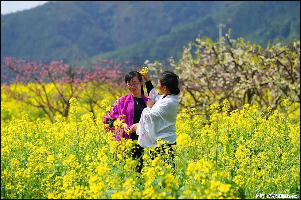 【春天，广西桂林灌阳县向您发出邀请！】长坪村油菜盛情花开 - 游山玩水 - 芜湖生活社区 - 芜湖28生活网 wuhu.28life.net