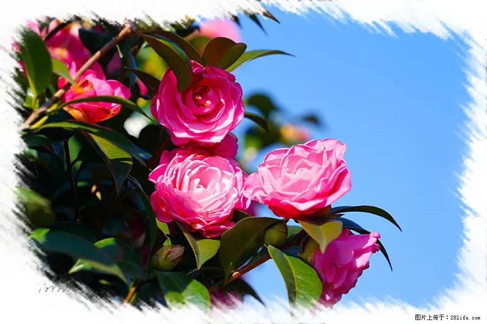 【春天，广西桂林灌阳县向您发出邀请！】杨柳井茶花惹人爱 - 游山玩水 - 芜湖生活社区 - 芜湖28生活网 wuhu.28life.net