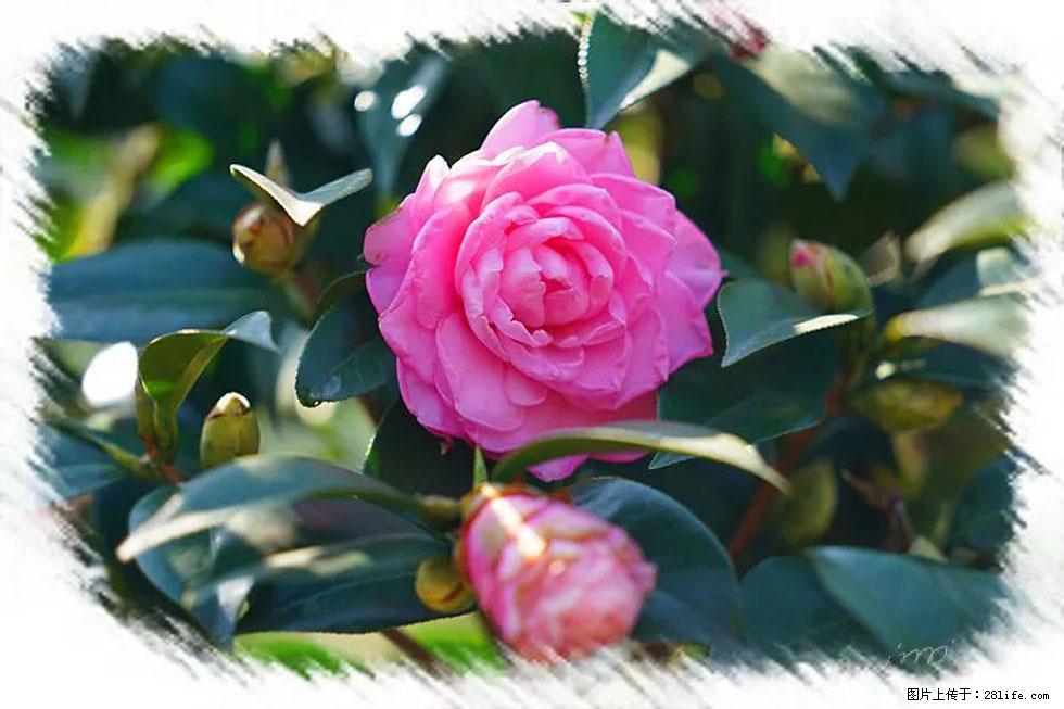 【春天，广西桂林灌阳县向您发出邀请！】杨柳井茶花惹人爱 - 游山玩水 - 芜湖生活社区 - 芜湖28生活网 wuhu.28life.net