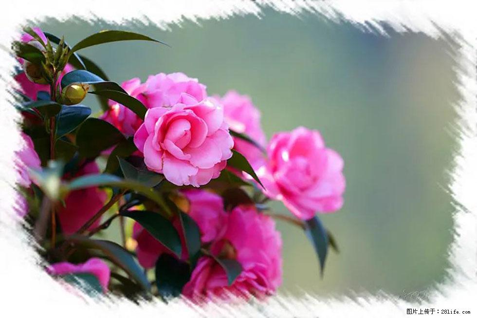【春天，广西桂林灌阳县向您发出邀请！】杨柳井茶花惹人爱 - 游山玩水 - 芜湖生活社区 - 芜湖28生活网 wuhu.28life.net