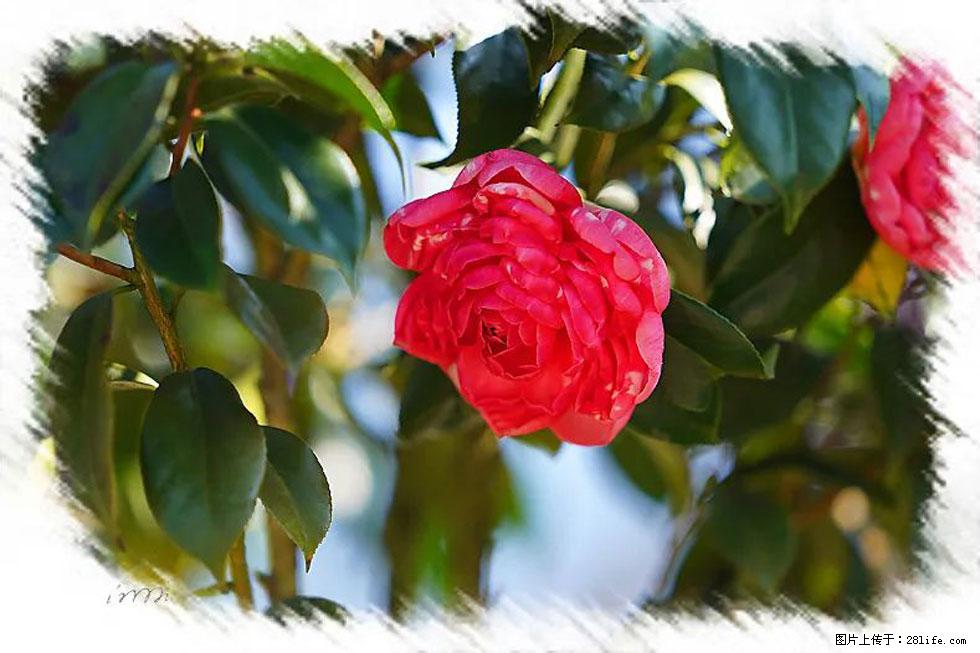 【春天，广西桂林灌阳县向您发出邀请！】杨柳井茶花惹人爱 - 游山玩水 - 芜湖生活社区 - 芜湖28生活网 wuhu.28life.net