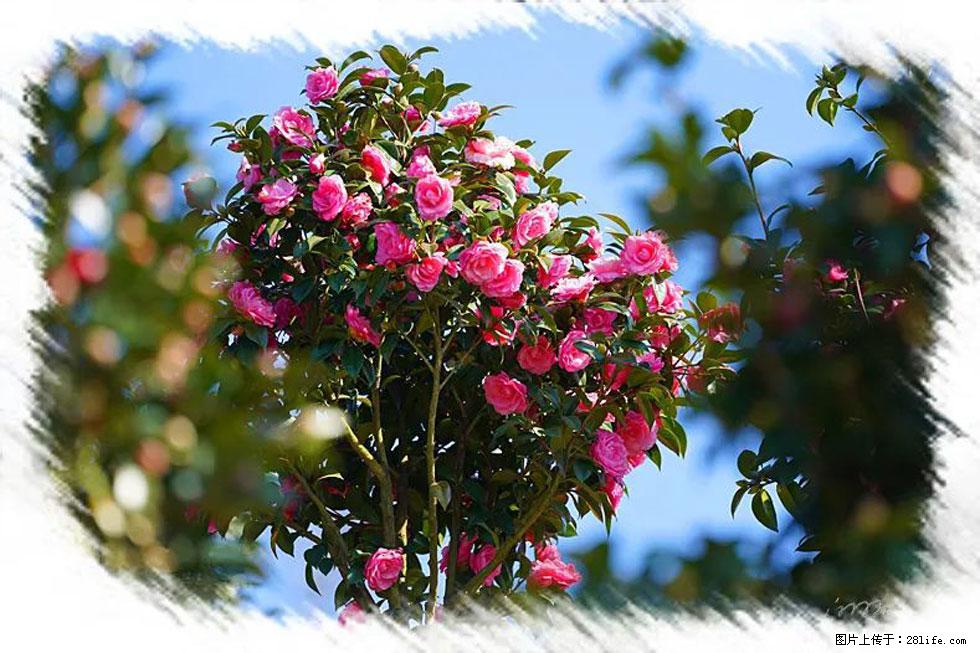 【春天，广西桂林灌阳县向您发出邀请！】杨柳井茶花惹人爱 - 游山玩水 - 芜湖生活社区 - 芜湖28生活网 wuhu.28life.net