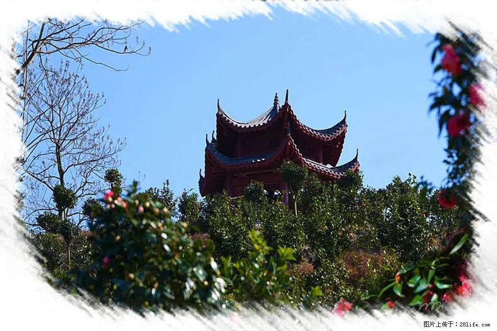 【春天，广西桂林灌阳县向您发出邀请！】杨柳井茶花惹人爱 - 游山玩水 - 芜湖生活社区 - 芜湖28生活网 wuhu.28life.net