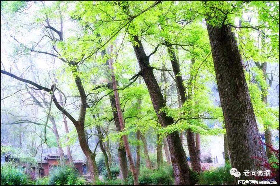 【春天，广西桂林灌阳县向您发出邀请！】在小龙村与春天约会 - 游山玩水 - 芜湖生活社区 - 芜湖28生活网 wuhu.28life.net