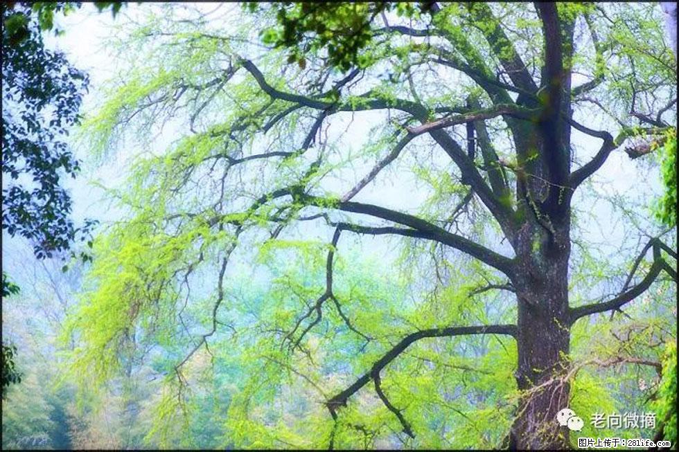 【春天，广西桂林灌阳县向您发出邀请！】在小龙村与春天约会 - 游山玩水 - 芜湖生活社区 - 芜湖28生活网 wuhu.28life.net
