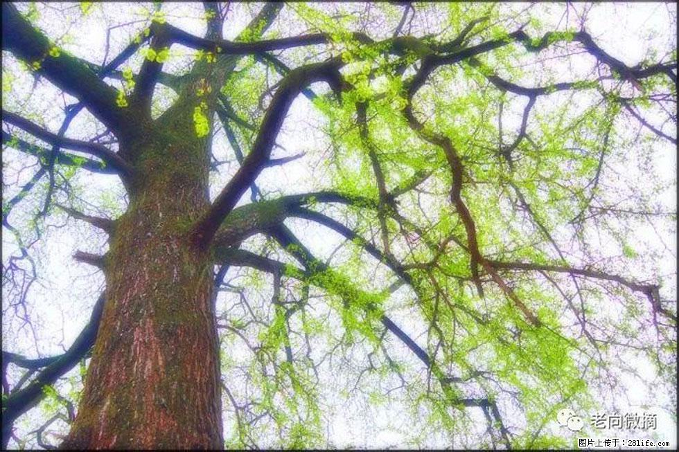 【春天，广西桂林灌阳县向您发出邀请！】在小龙村与春天约会 - 游山玩水 - 芜湖生活社区 - 芜湖28生活网 wuhu.28life.net