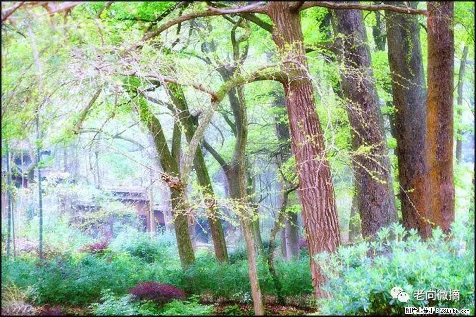 【春天，广西桂林灌阳县向您发出邀请！】在小龙村与春天约会 - 游山玩水 - 芜湖生活社区 - 芜湖28生活网 wuhu.28life.net
