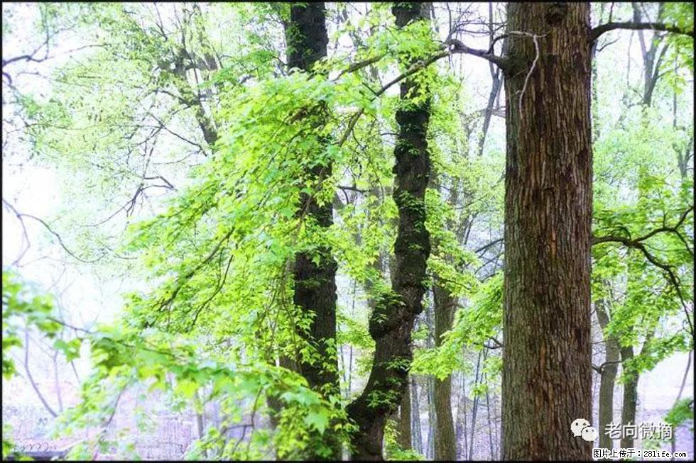 【春天，广西桂林灌阳县向您发出邀请！】在小龙村与春天约会 - 游山玩水 - 芜湖生活社区 - 芜湖28生活网 wuhu.28life.net