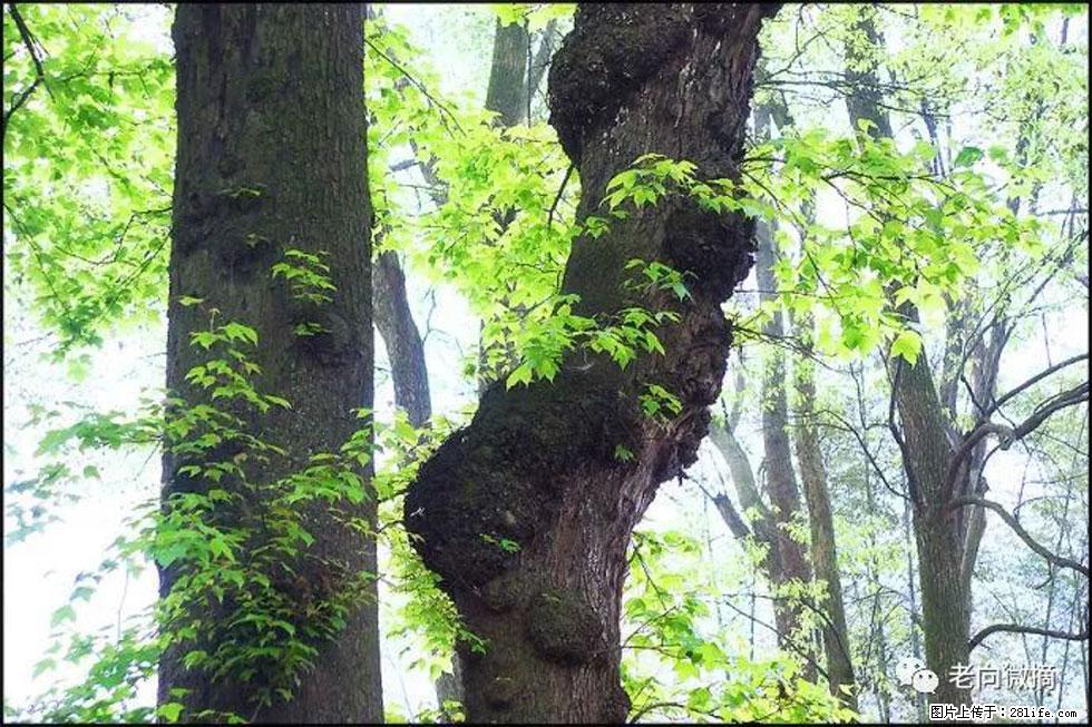 【春天，广西桂林灌阳县向您发出邀请！】在小龙村与春天约会 - 游山玩水 - 芜湖生活社区 - 芜湖28生活网 wuhu.28life.net