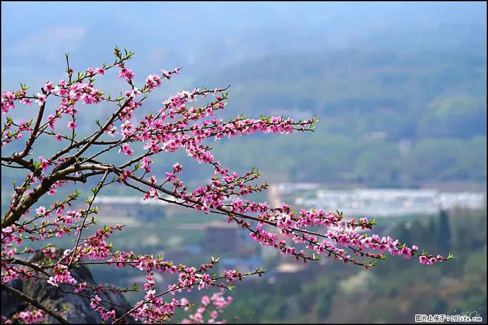 【春天，广西桂林灌阳县向您发出邀请！】望月岭上桃花开 - 游山玩水 - 芜湖生活社区 - 芜湖28生活网 wuhu.28life.net