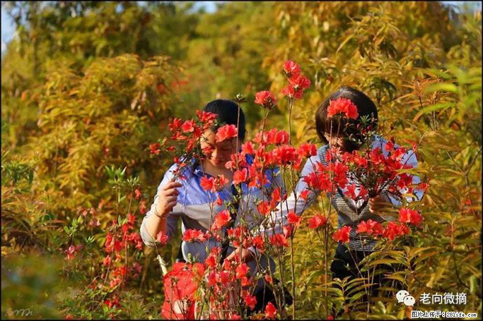 【春天，广西桂林灌阳县向您发出邀请！】登麒麟山，相约映山红 - 游山玩水 - 芜湖生活社区 - 芜湖28生活网 wuhu.28life.net