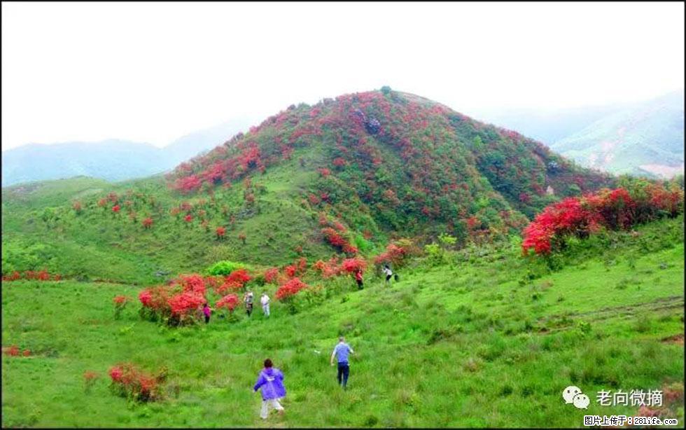 【春天，广西桂林灌阳县向您发出邀请！】宝盖山上映山红 - 游山玩水 - 芜湖生活社区 - 芜湖28生活网 wuhu.28life.net