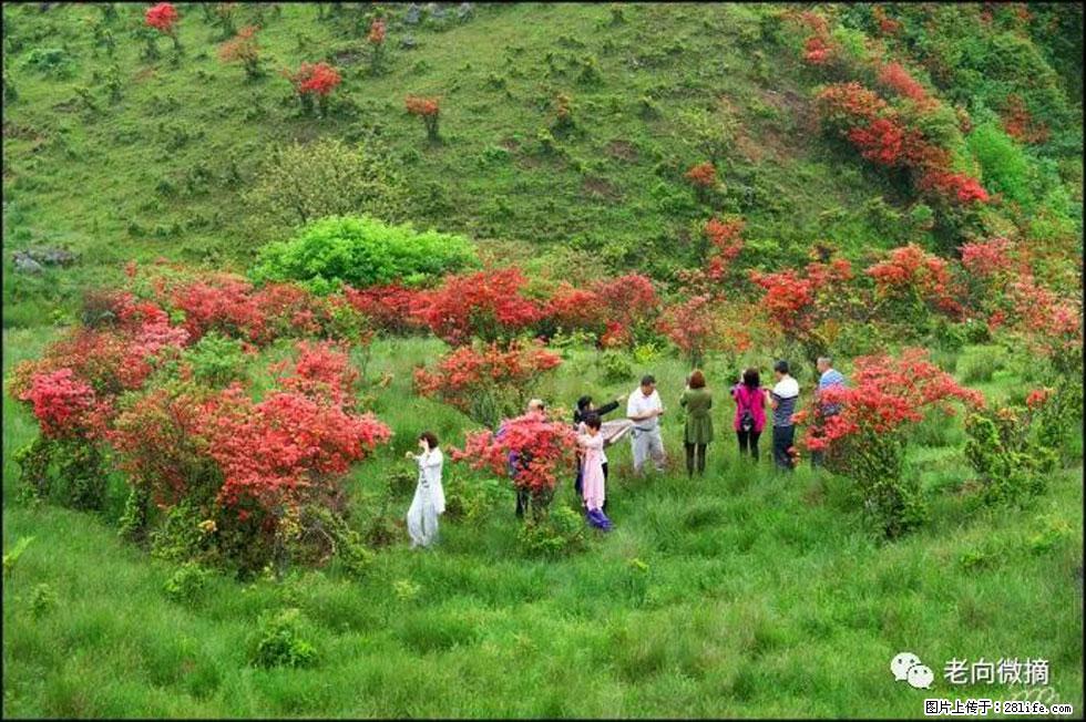 【春天，广西桂林灌阳县向您发出邀请！】宝盖山上映山红 - 游山玩水 - 芜湖生活社区 - 芜湖28生活网 wuhu.28life.net