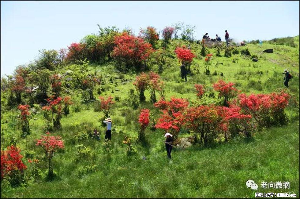 【春天，广西桂林灌阳县向您发出邀请！】宝盖山上映山红 - 游山玩水 - 芜湖生活社区 - 芜湖28生活网 wuhu.28life.net