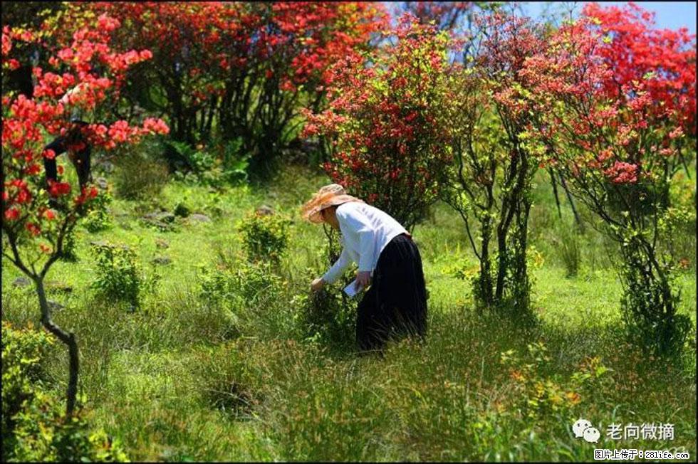 【春天，广西桂林灌阳县向您发出邀请！】宝盖山上映山红 - 游山玩水 - 芜湖生活社区 - 芜湖28生活网 wuhu.28life.net