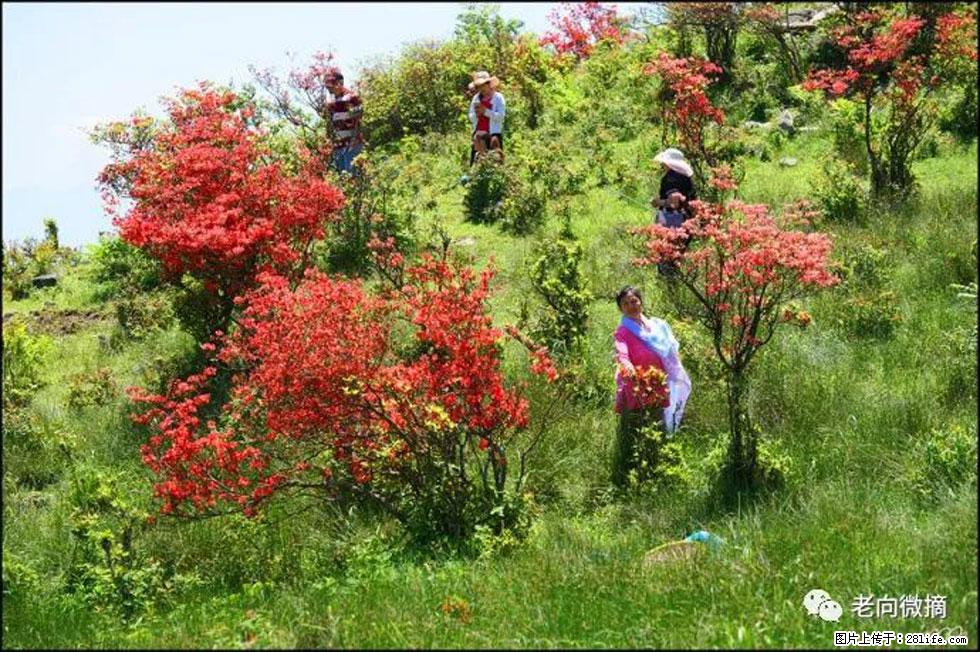 【春天，广西桂林灌阳县向您发出邀请！】宝盖山上映山红 - 游山玩水 - 芜湖生活社区 - 芜湖28生活网 wuhu.28life.net