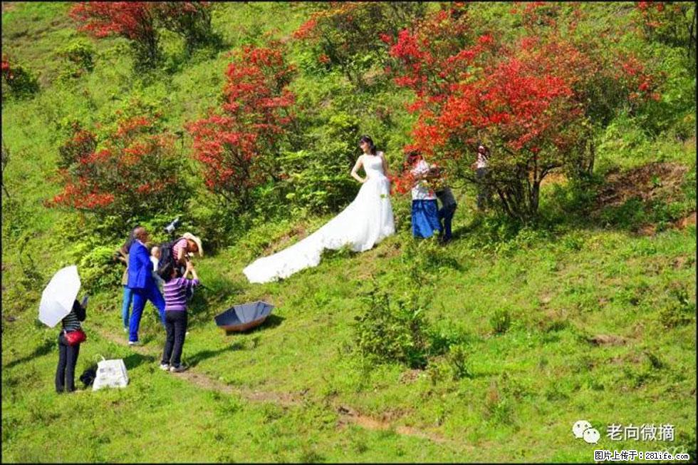 【春天，广西桂林灌阳县向您发出邀请！】宝盖山上映山红 - 游山玩水 - 芜湖生活社区 - 芜湖28生活网 wuhu.28life.net