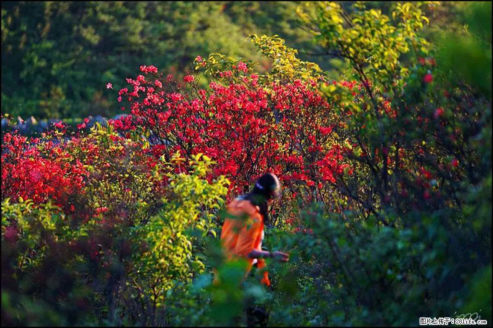 【春天，广西桂林灌阳县向您发出邀请！】春木界上映山红 - 游山玩水 - 芜湖生活社区 - 芜湖28生活网 wuhu.28life.net