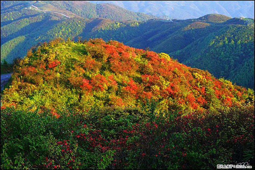 【春天，广西桂林灌阳县向您发出邀请！】春木界上映山红 - 游山玩水 - 芜湖生活社区 - 芜湖28生活网 wuhu.28life.net