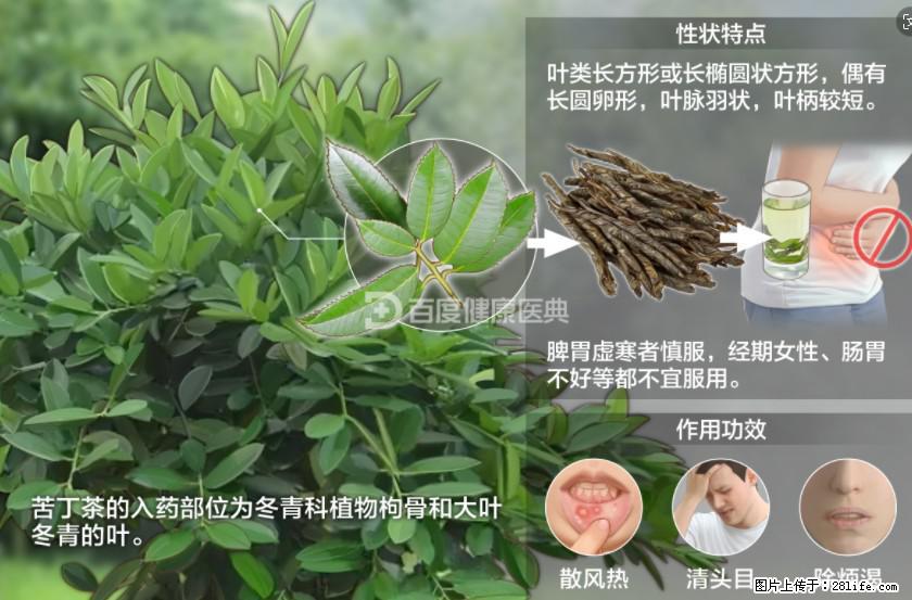 苦丁茶有哪些功效和作用 - 生活百科 - 芜湖生活社区 - 芜湖28生活网 wuhu.28life.net