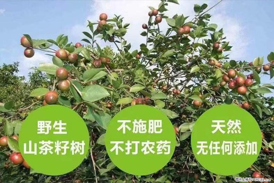 【灌阳县油茶产业示范区】一个有着充实的精神生活的人，对待身外之物自会有一种淡泊的态度 - 美食天地 - 芜湖生活社区 - 芜湖28生活网 wuhu.28life.net