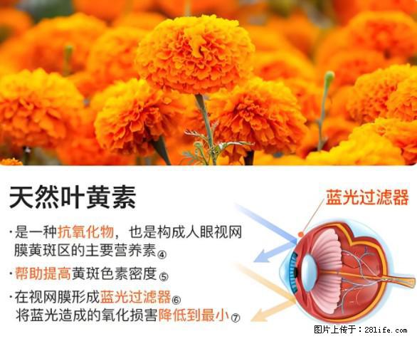 叶黄素有什么功效和作用 - 生活百科 - 芜湖生活社区 - 芜湖28生活网 wuhu.28life.net