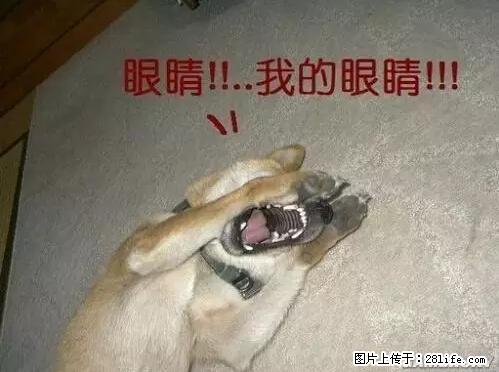 笑癫了！一女的怀孕三年未生，他终于忍不住了... - 娱乐八卦 - 芜湖生活社区 - 芜湖28生活网 wuhu.28life.net