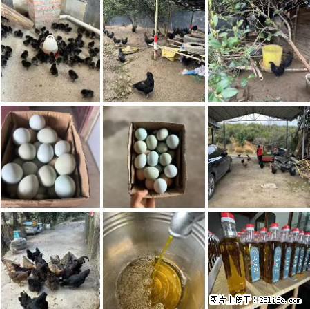 油茶园从小鸡仔开始养起的纯土鸡、土鸡蛋可以预定啦！还有前几天刚榨的纯山茶油哦 - 美食天地 - 芜湖生活社区 - 芜湖28生活网 wuhu.28life.net