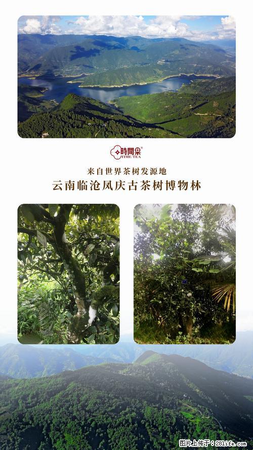 时间果百年古树2025年春红茶 - 购物交流 - 芜湖生活社区 - 芜湖28生活网 wuhu.28life.net