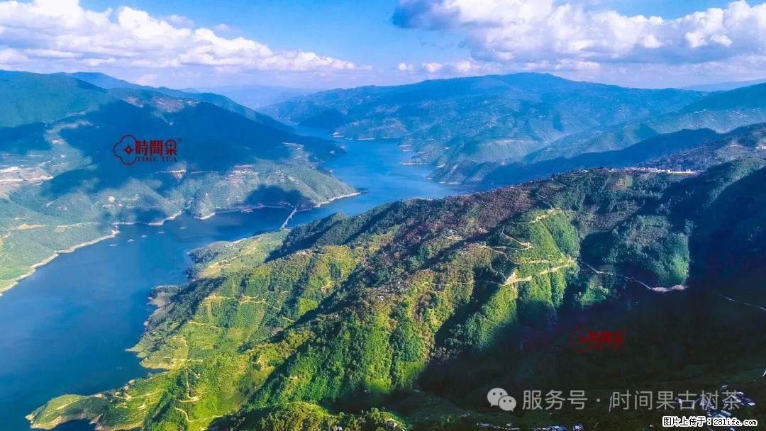 时间果百年古树龙珠普洱生茶 - 购物交流 - 芜湖生活社区 - 芜湖28生活网 wuhu.28life.net