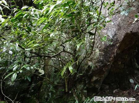 平乐石崖茶,珍贵仅次于金花茶 - 芜湖生活资讯 - 芜湖28生活网 wuhu.28life.net