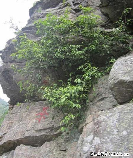 平乐石崖茶,珍贵仅次于金花茶 - 芜湖生活资讯 - 芜湖28生活网 wuhu.28life.net