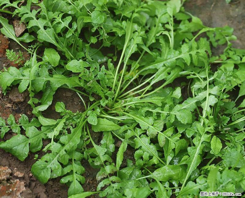 这些蔬菜是“天然钙片”，这6种被医生重点推荐 - 芜湖生活资讯 - 芜湖28生活网 wuhu.28life.net