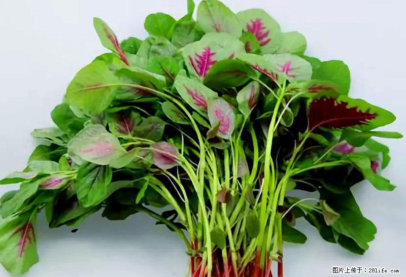 这些蔬菜是“天然钙片”，这6种被医生重点推荐 - 芜湖生活资讯 - 芜湖28生活网 wuhu.28life.net