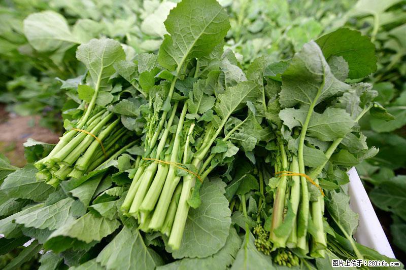 这些蔬菜是“天然钙片”，这6种被医生重点推荐 - 芜湖生活资讯 - 芜湖28生活网 wuhu.28life.net